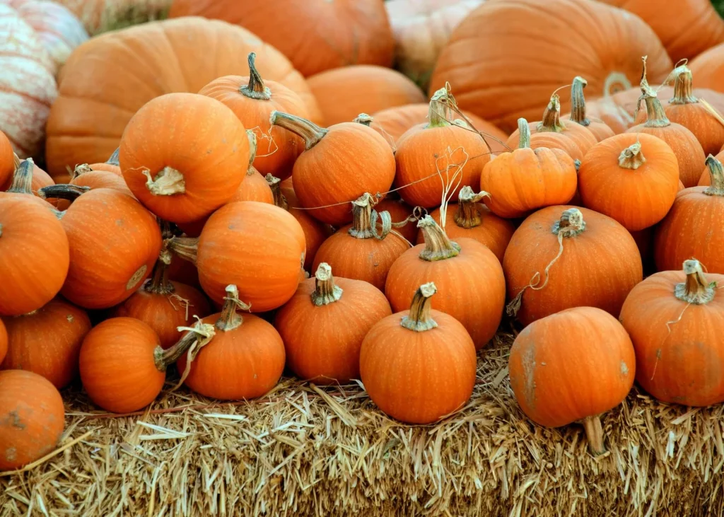 Zucca arancione su balle di fieno.